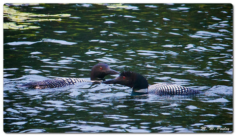 common loons on the water