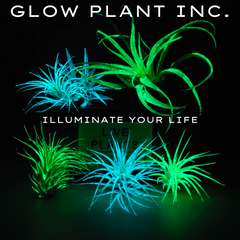 glow plant illuminate your life