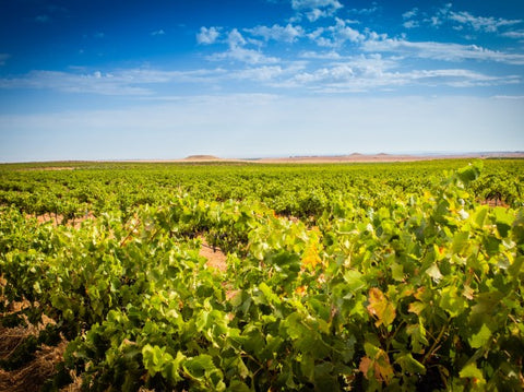 Bodegas Tempore