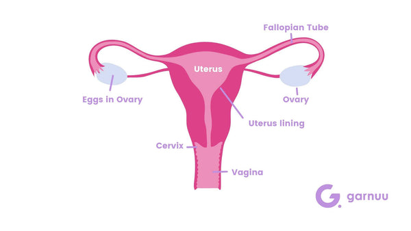 Menstrual Cycle Phases: The Hormones, The Purpose, The Phases