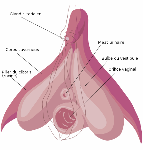 Diagram of the anatomy of the clitoris