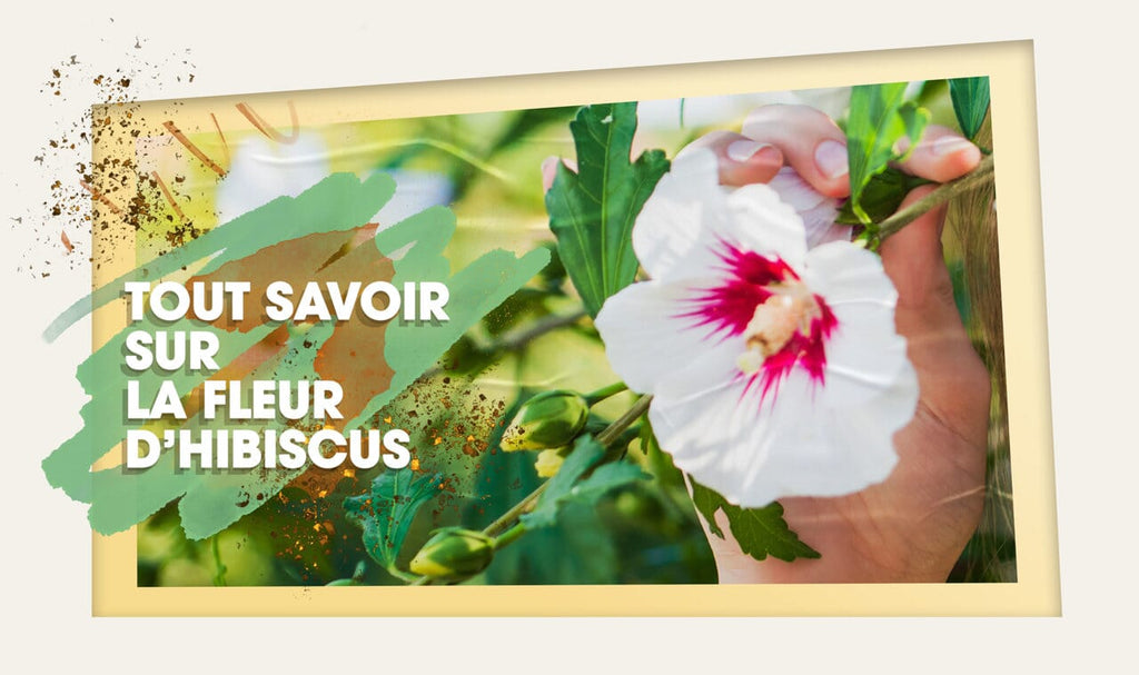 L'Hibiscus bienfaits et vertues 