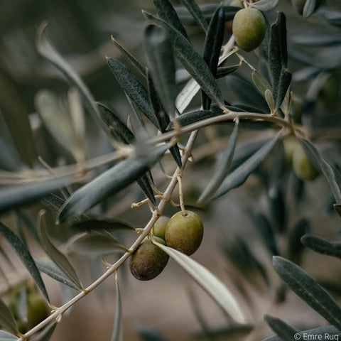 huile d'olive cheveux crépus