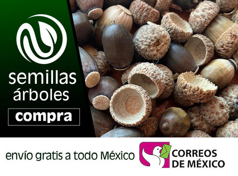 Los frutales abandonados y subutilizados en la Península de Yucatán –  ReforestaShop