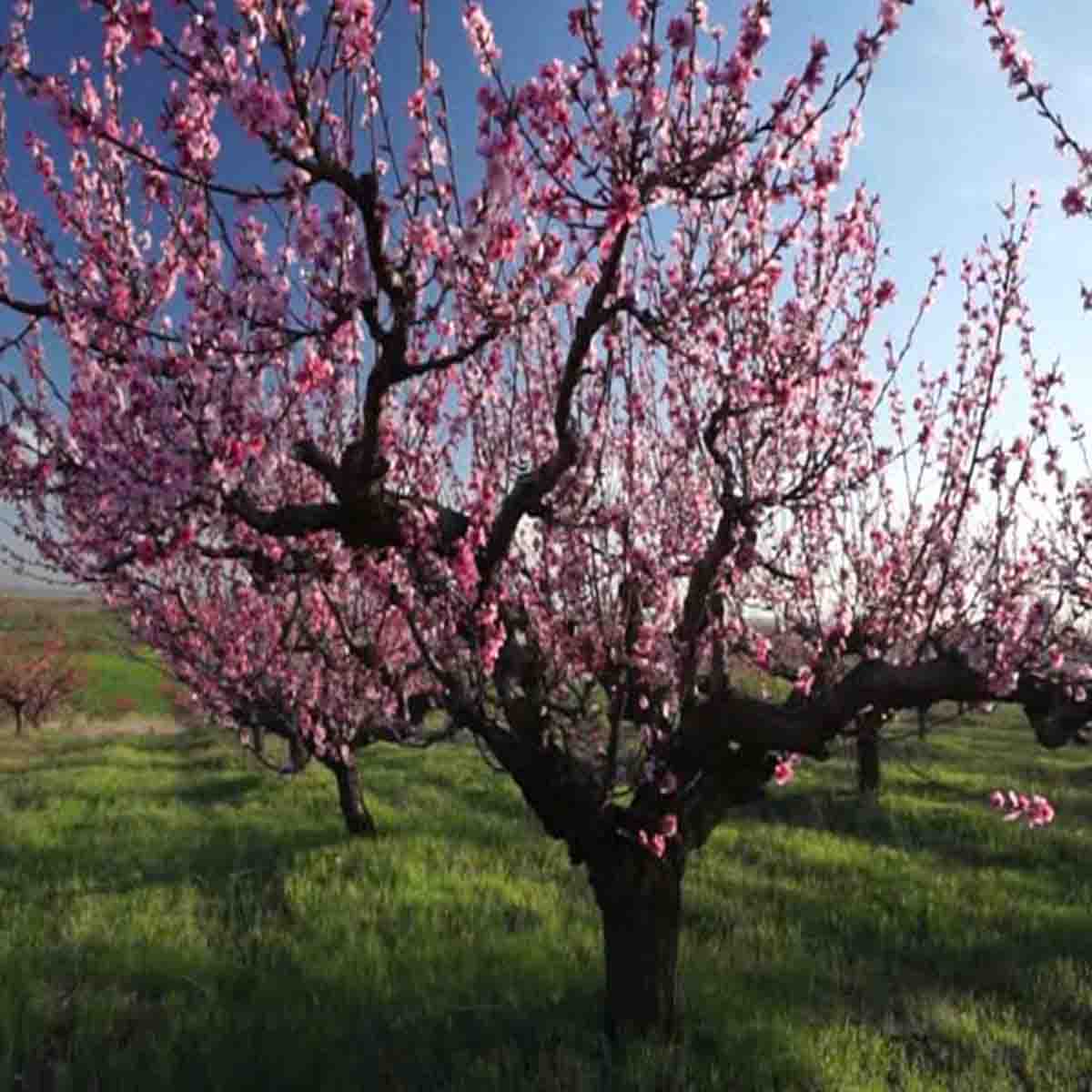 Semillas de árbol de Durazno (Prunus persica) - paquete de 5 piezas –  ReforestaShop
