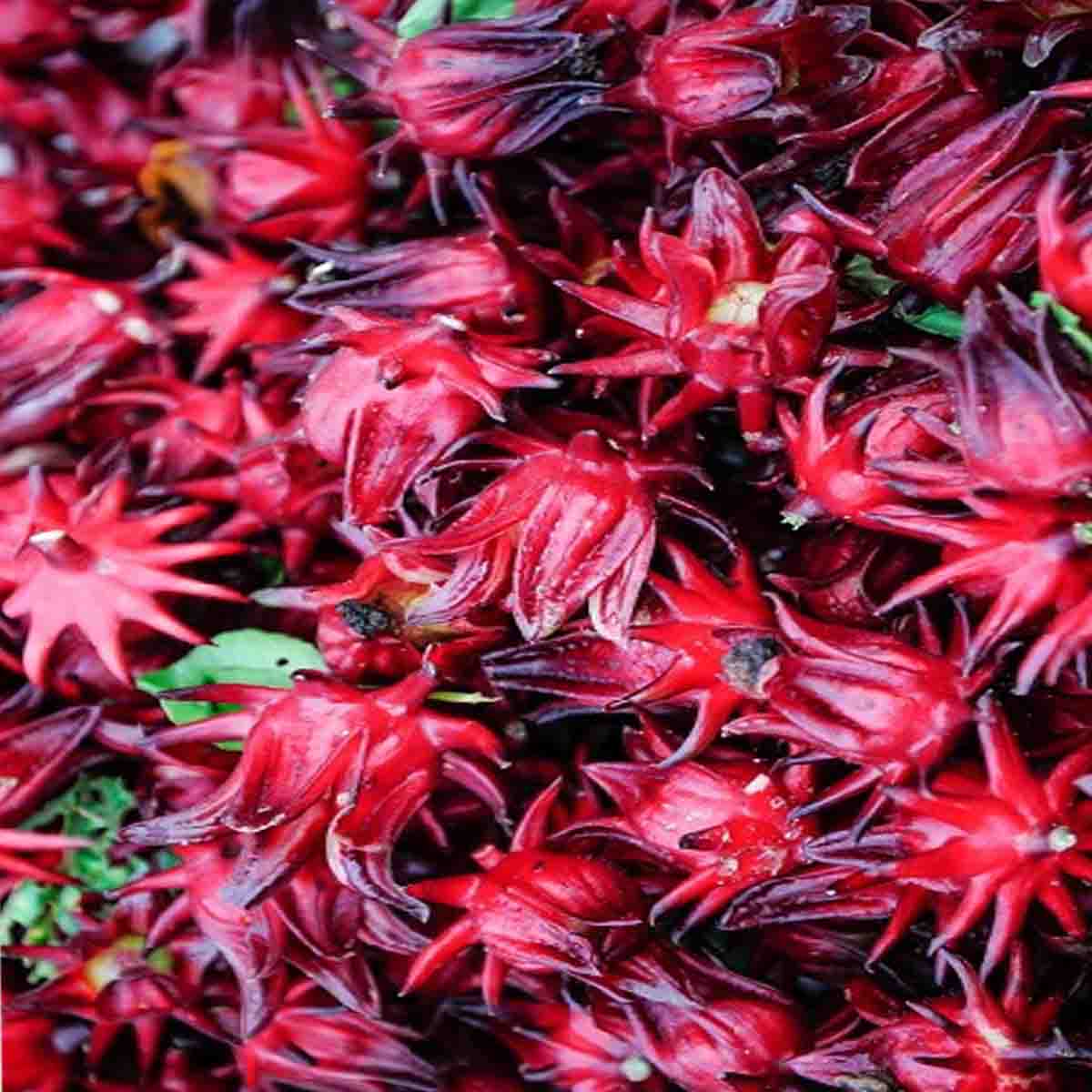 Semilla de Jamaica (Hibiscus sabdariffa)- Paquete con 100 piezas –  ReforestaShop