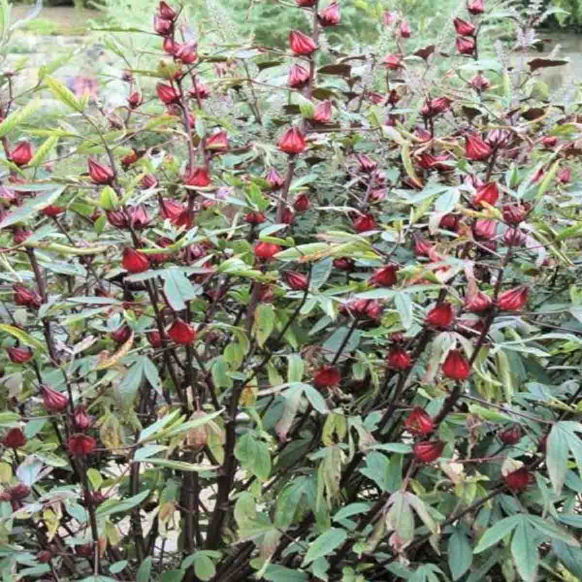Semilla de Jamaica (Hibiscus sabdariffa)- Paquete con 100 piezas –  ReforestaShop