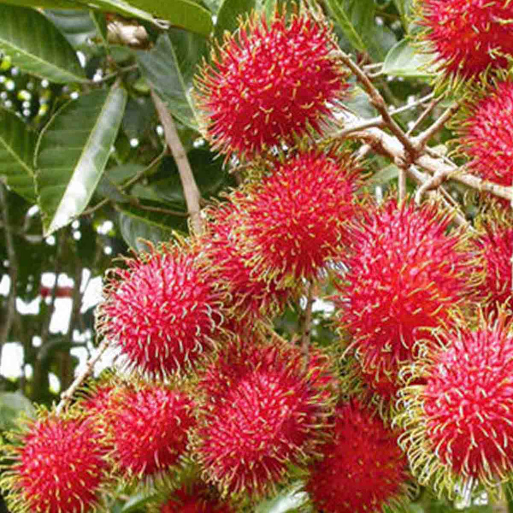 Semillas de Rambután (Nephelium lappaceum) - Paquete de 10 piezas –  ReforestaShop