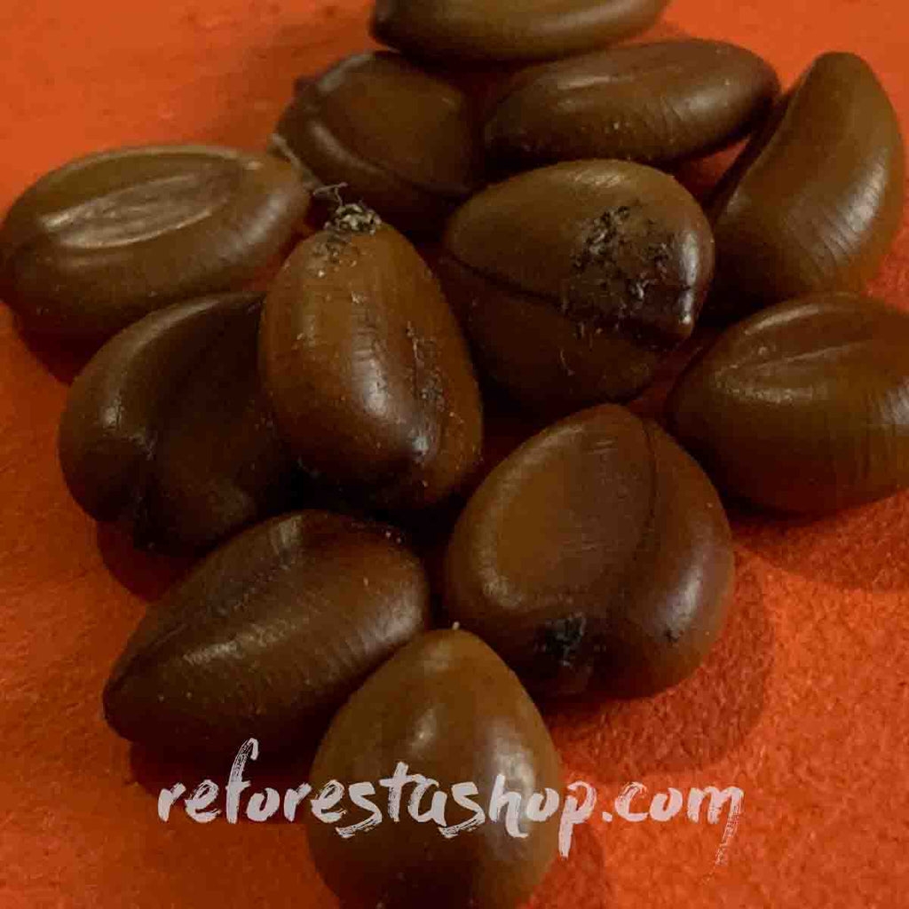Semillas de árbol lluvia de oro (Cassia fistula) - 20 pack – ReforestaShop