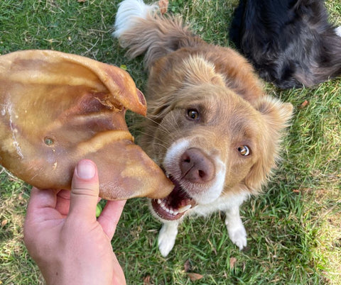 chien qui prend une oreille de cochon