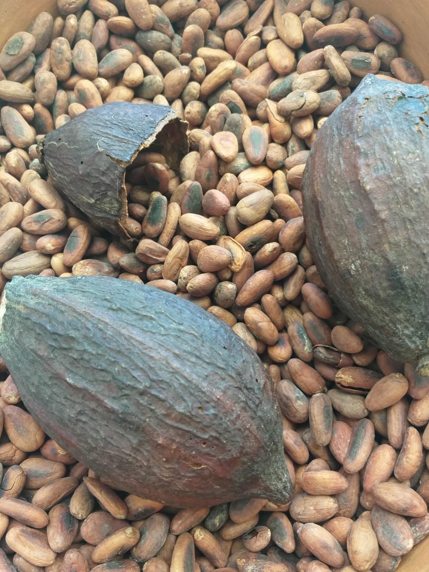 Semillas Tostadas de Cacao