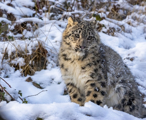 Leopardo delle Nevi