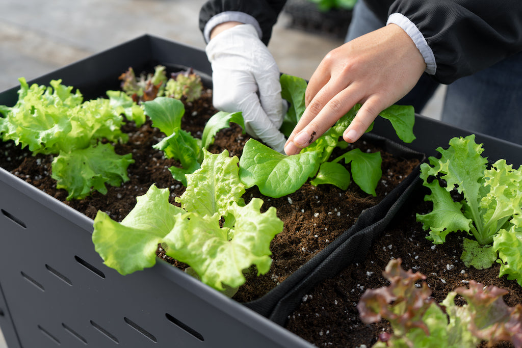 予約受付中 はじめての季節の野菜寄せ植えセット 10苗 文化農場家庭菜園オンラインショップ