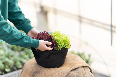 初めての家庭菜園キット 季節のサラダ野菜3種 文化農場家庭菜園オンラインショップ