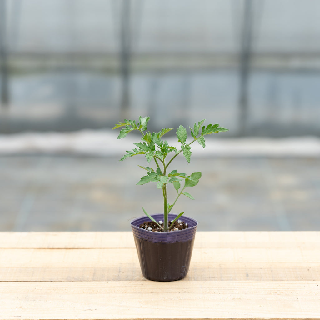 予約受付中 トマトとハーブの寄せ植えセット 5苗 文化農場家庭菜園オンラインショップ