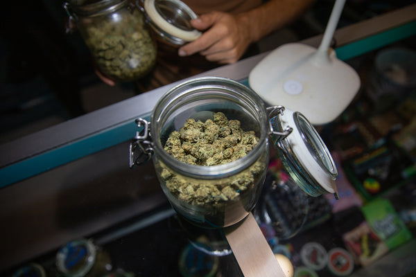 cannabis in jar