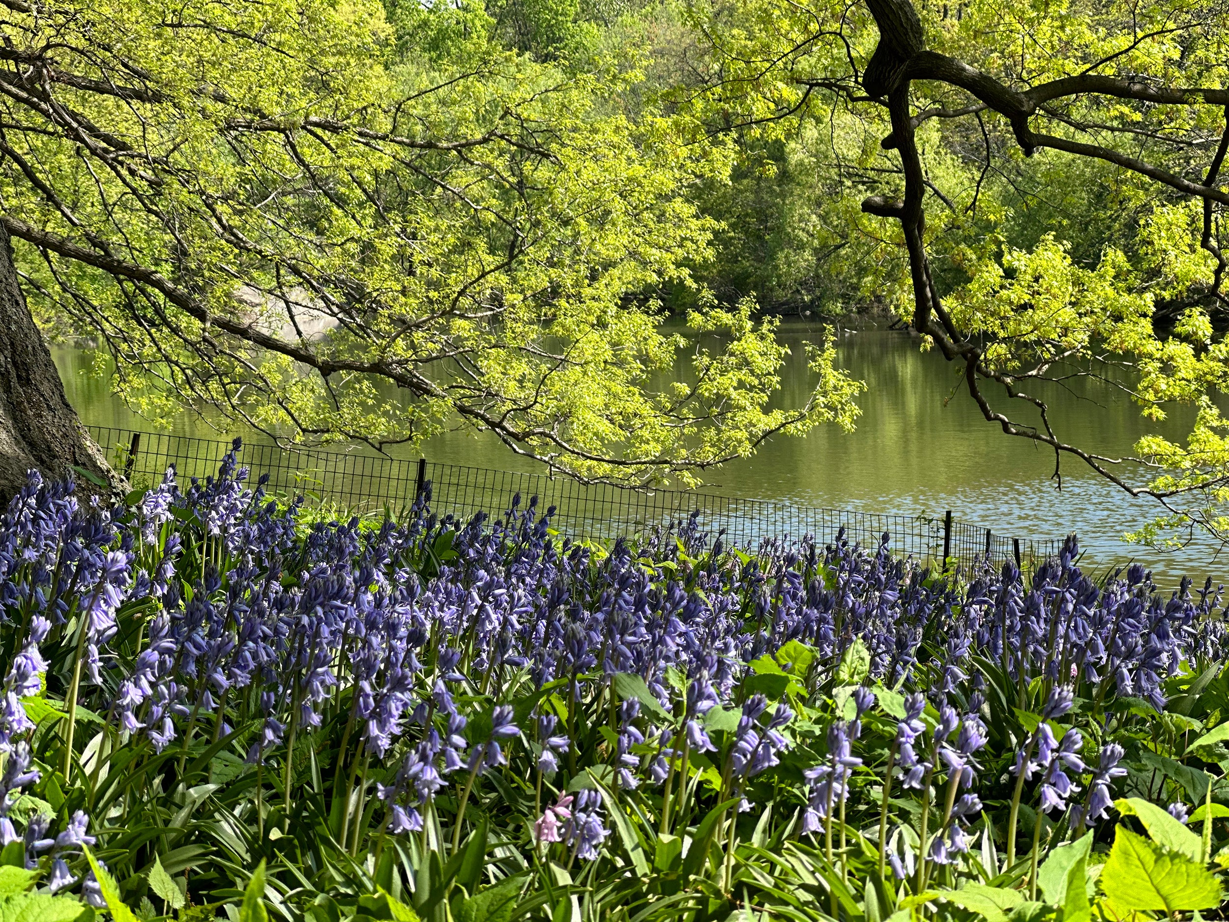 Bluebells in Central Park