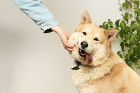 cane con la lingua fuori