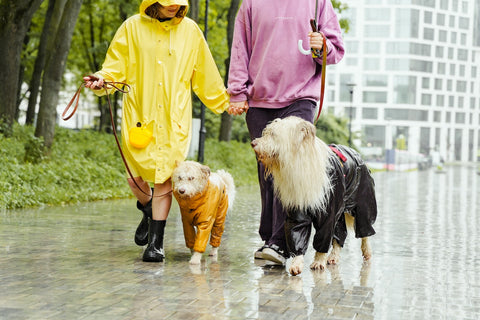 passeggiata con i cani in tempo di pioggia