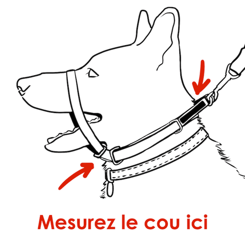 Où mesurer le cou de votre chien pour assurer la bonne taille Canny Collar