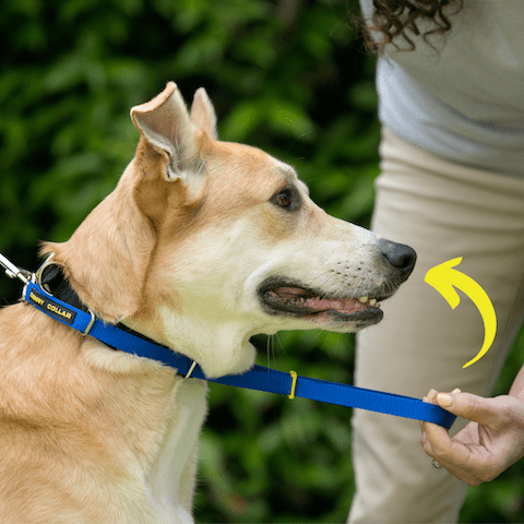 Zou U Een Canny Collar Kiezen Om Te Voorkomen Dat Hond Trekt