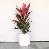 Hawaiian Ti Plant 'Florica'
