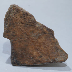 上質品》カルカロドントサウルス 歯の化石約ミリ＜天然石 化石