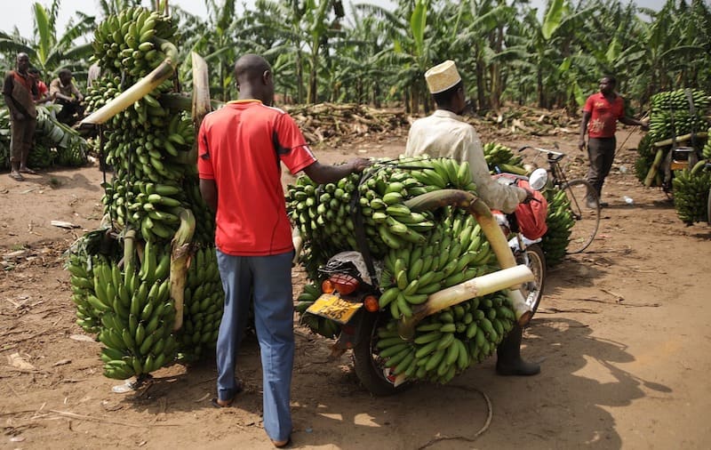 bananes plantains ouganda