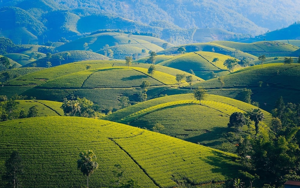 champs de thé