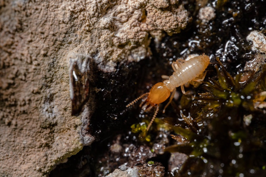 Termite Africaine