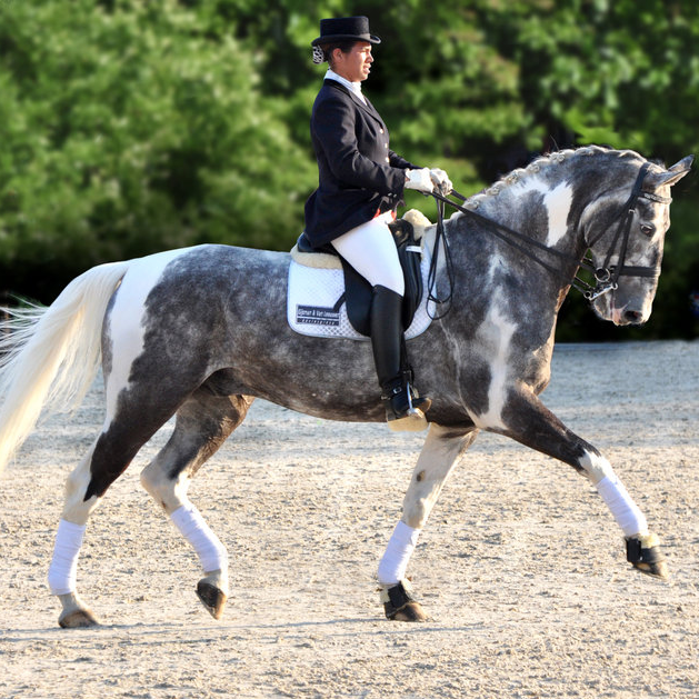 How To Score High EA Dressage Tests