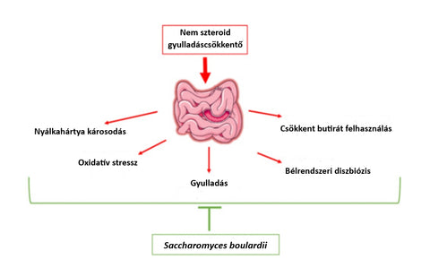 A S. boulardii szerepe a nem szteroid gyulladáscsökkentők kedvezőtlen mellékhatásainak csökkentésében