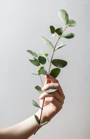 hand holds eucalyptus branch (strength and protection symbol)