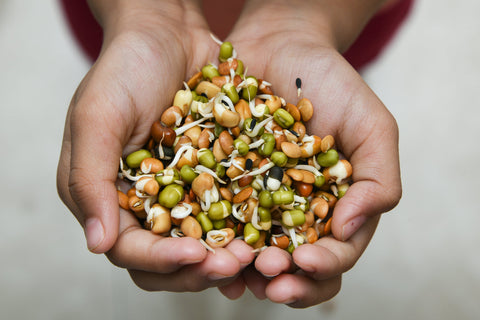 Sprouts in hands