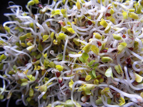 Broccoli sprouts