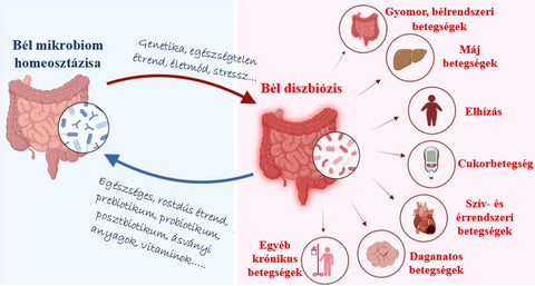 A bélflóra szerepe az egészségmegőrzésben