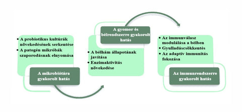 A probiotikus Saccharomycetes fő hatásai