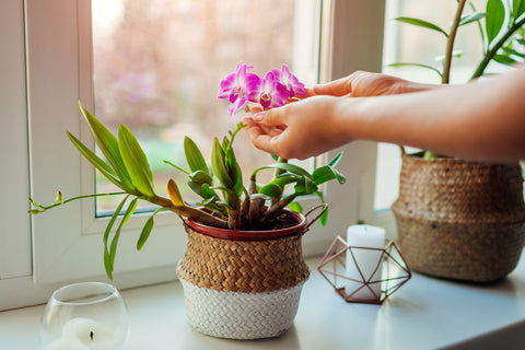 Cura delle piante in casa