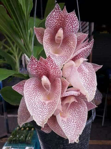 Orchidées belles fleurs