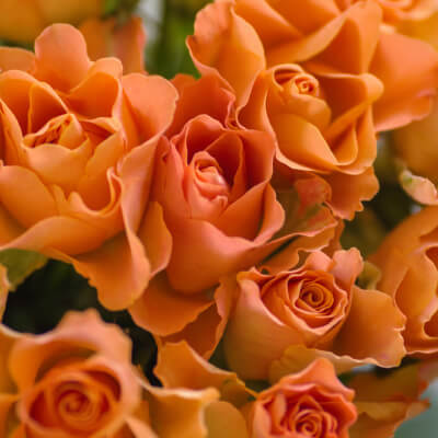 rose orange