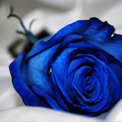 belle rose blue