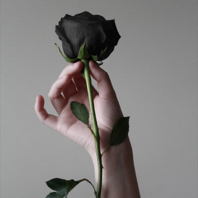 rose noires