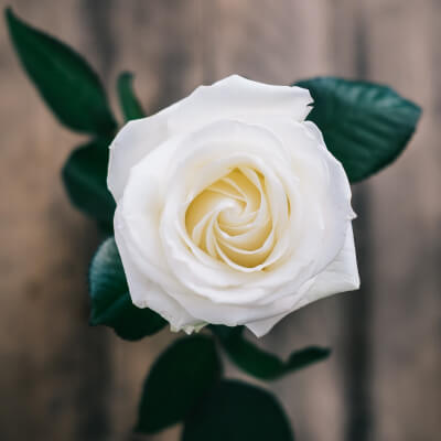 belle rose blanche