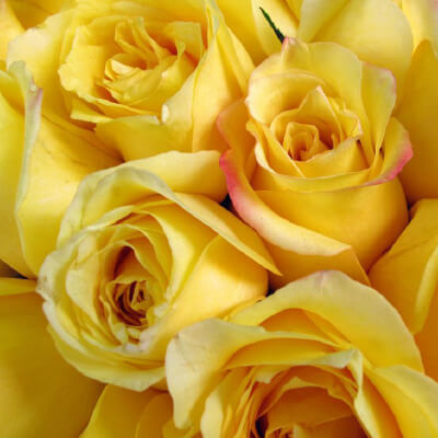 belle rose jaune