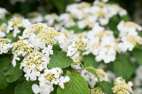 Fleurs et plantes qui aiment la pluie