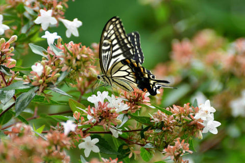 Abelia fleur