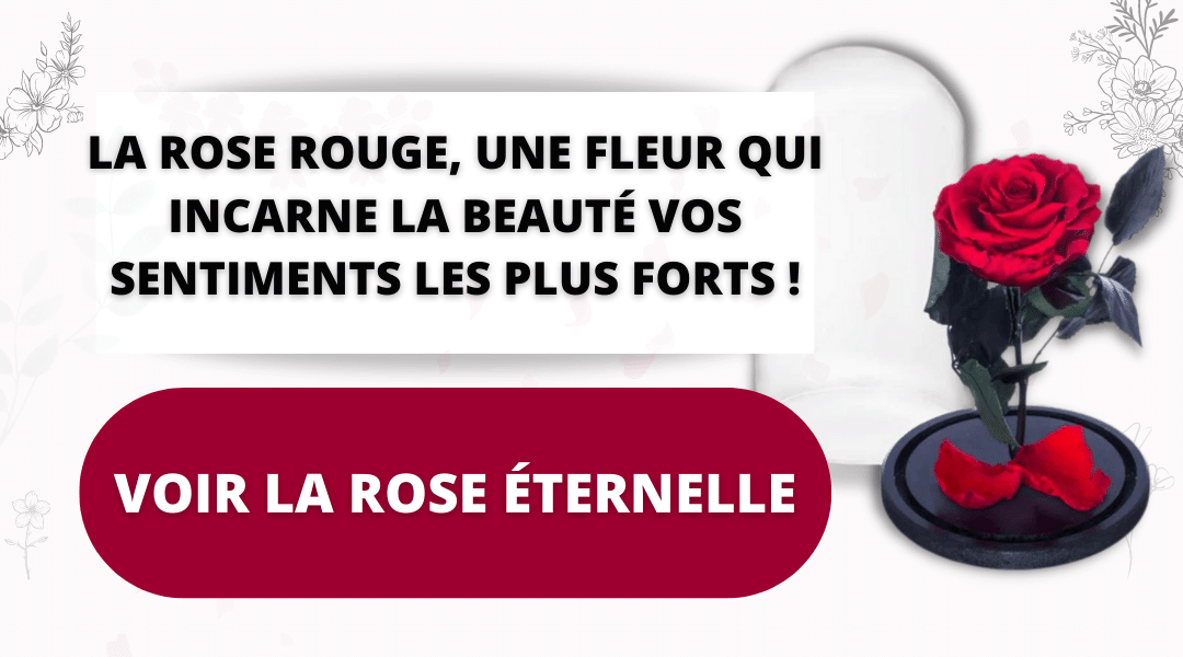 la rose eternelle rouge