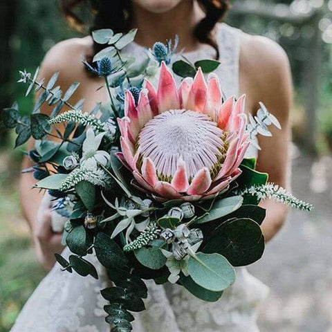 Protea - Les plus belles fleurs