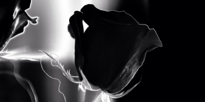 Rose Noir artificielle