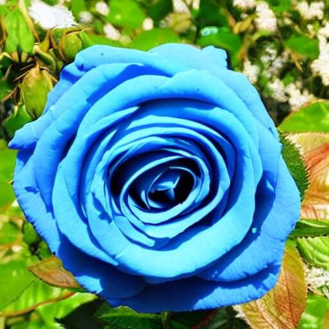 rose blue